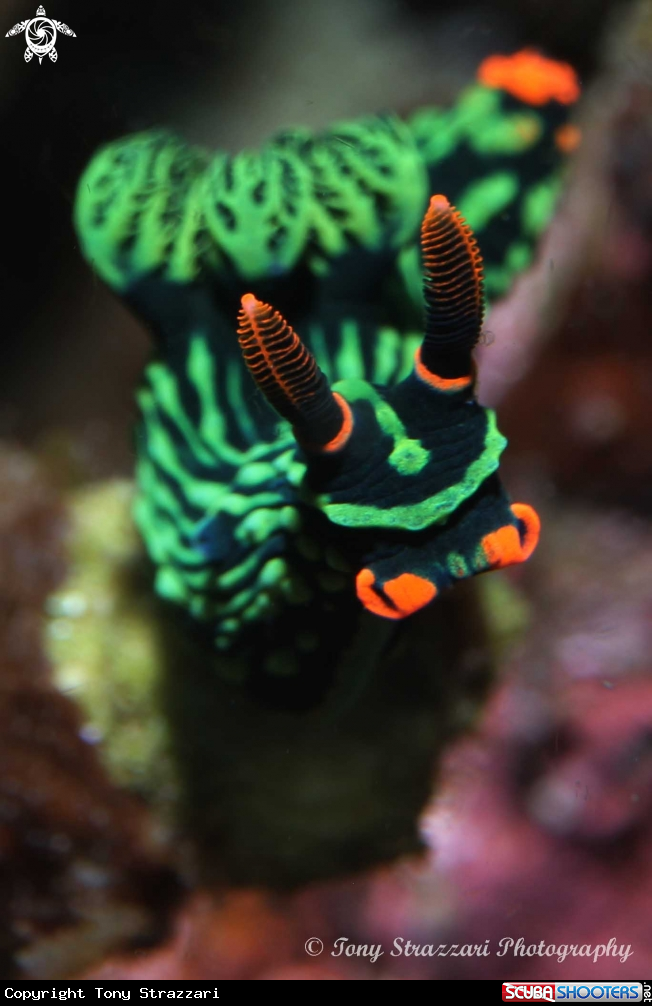 A Nembrotha kubaryana