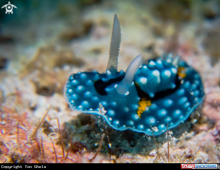 A Nudibranch