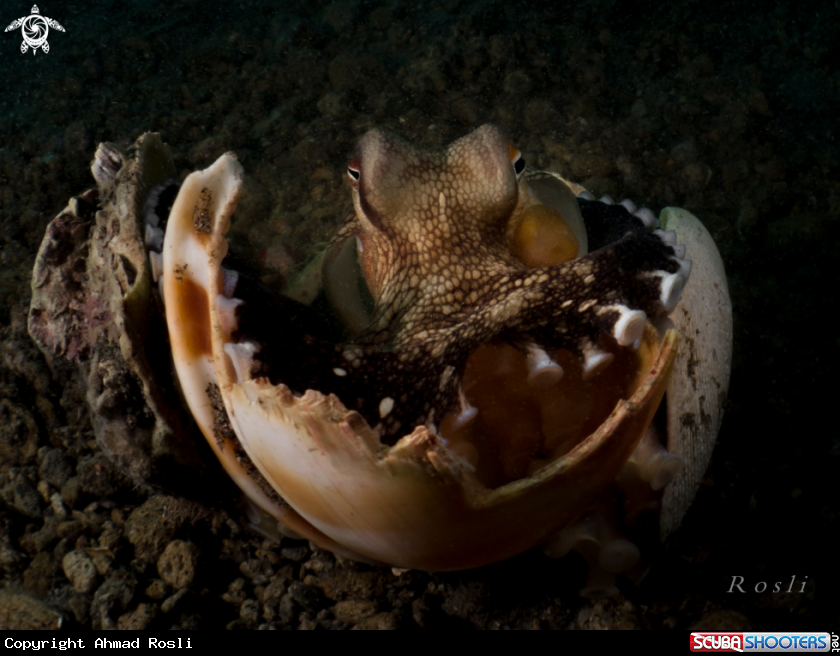 A Coconut Octopus