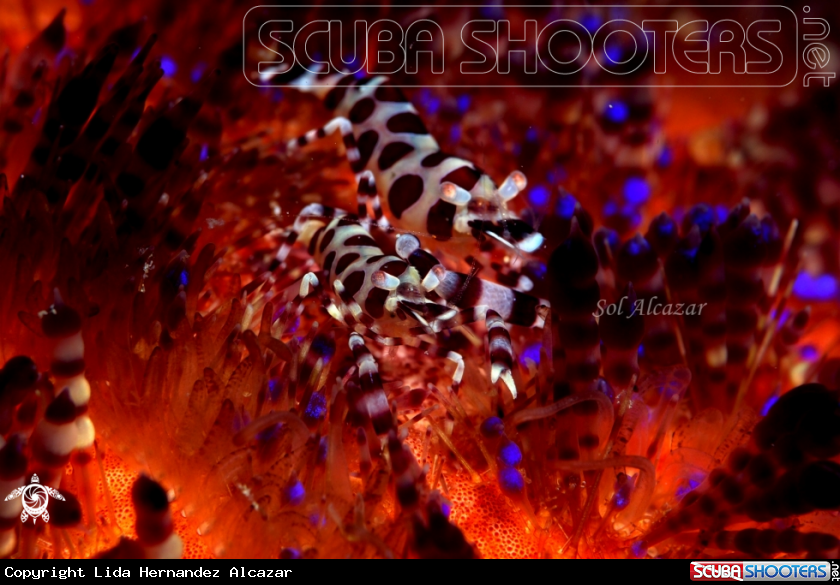 A coleman shrimps