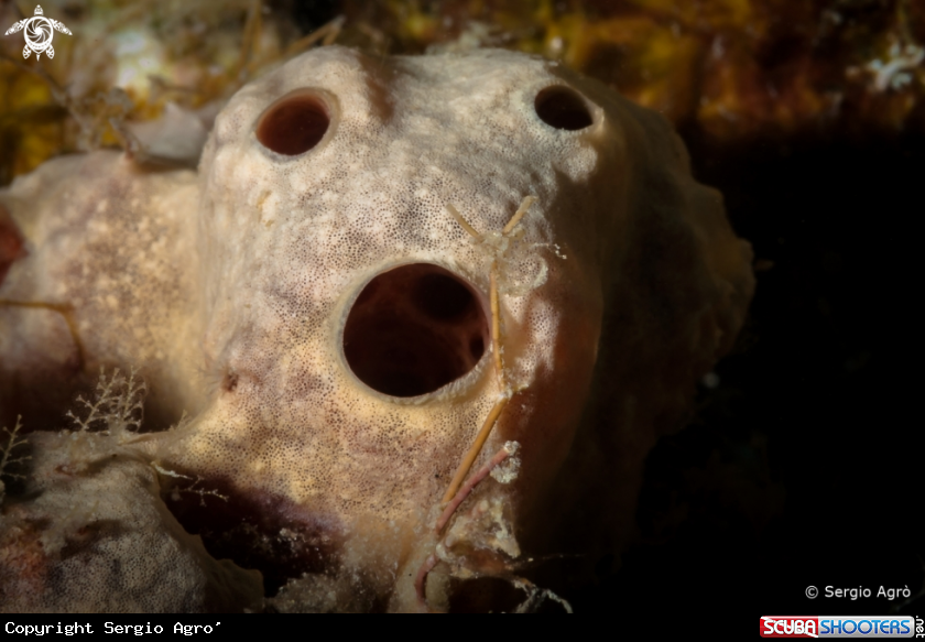 A Brown sponge