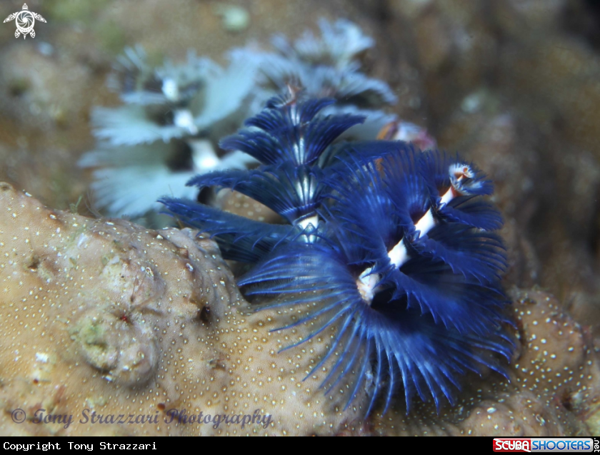 A Christmas Tree Worm