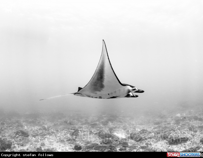A Manta Ray