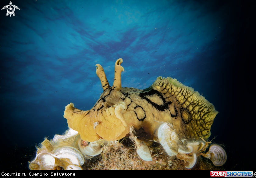 A    Nudibranch