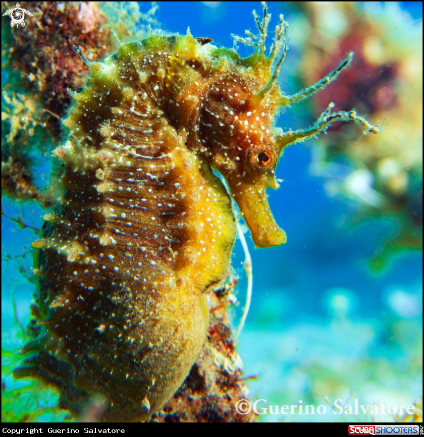 A Hippocampus