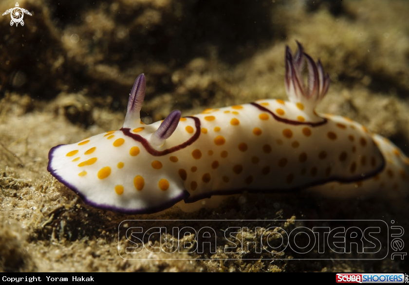 A Goniobranchus annulatus
