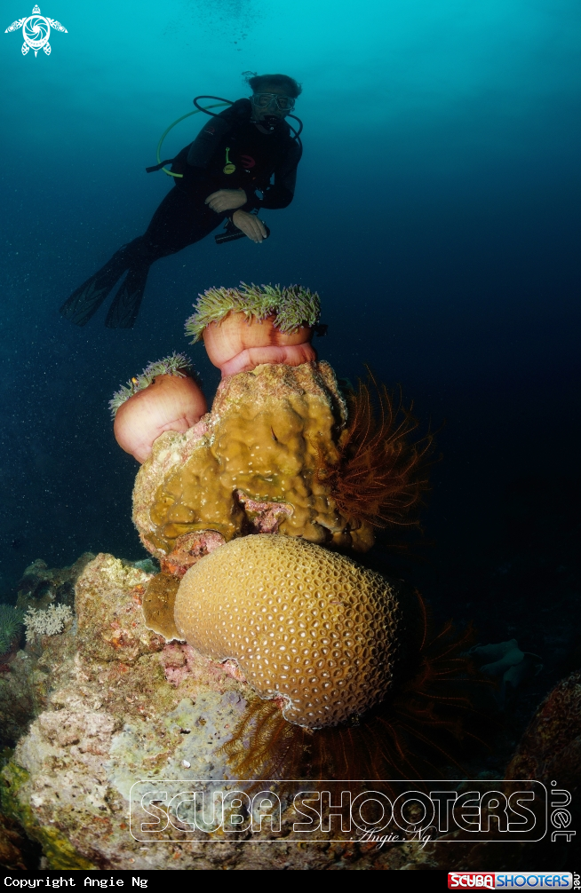 A Anemone