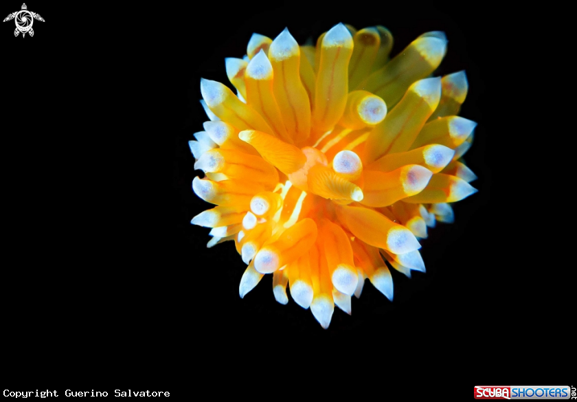 A nudibranch