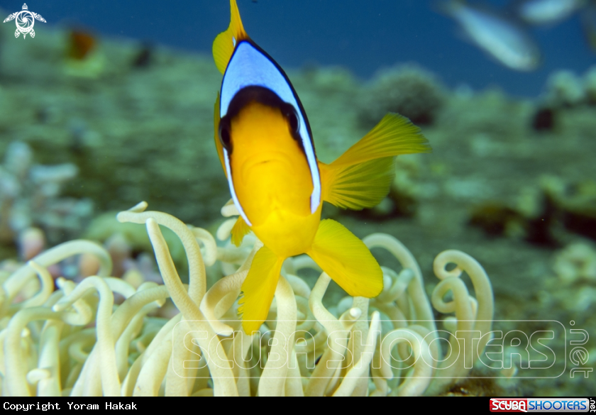 A Red Sea anemonfish