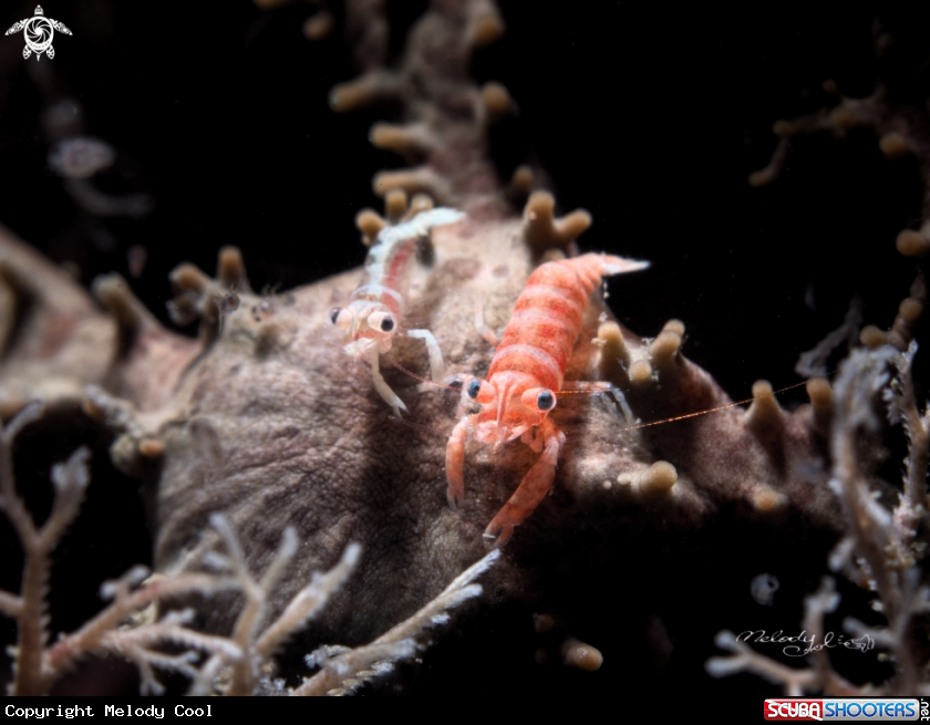 A Basket Star Shrimp 