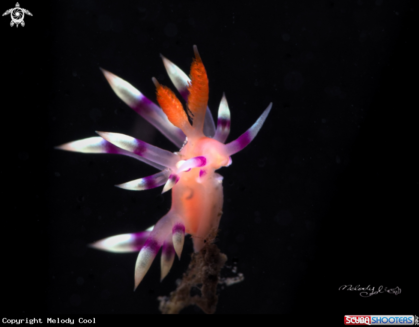 A Nudibranch