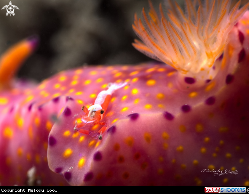 A Empire Shrimp 
