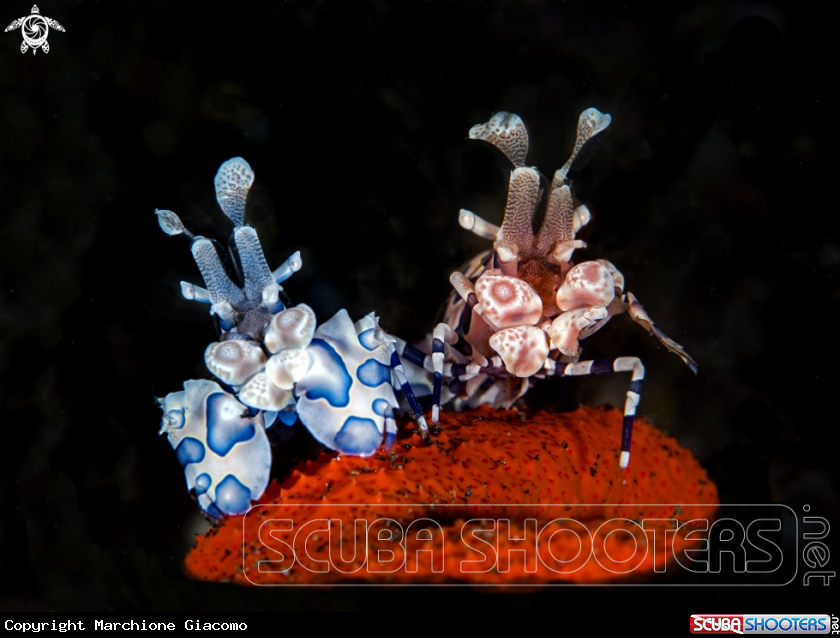 A Arlequin shrimp