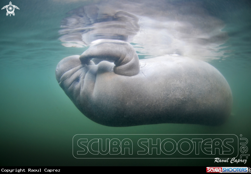 A Manatee
