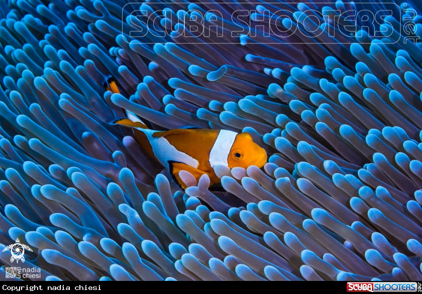 A Clownfish