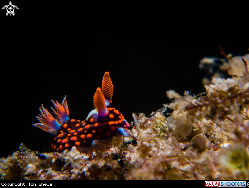 A Nudibranch