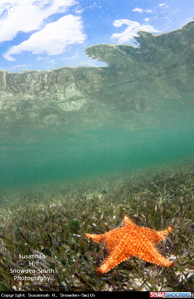 A Starfish