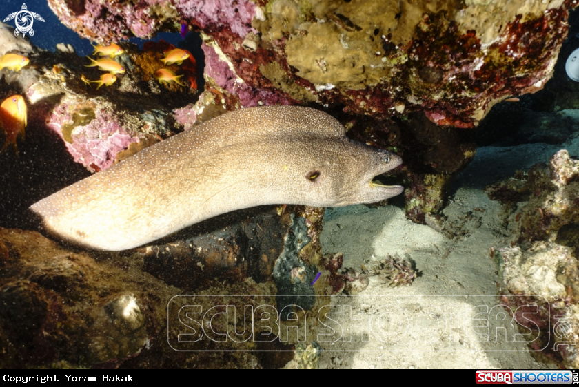 A Gymnothorax nudivomer