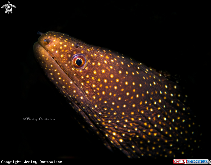 A Turkey moray