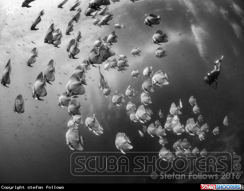 A Longfin Batfish