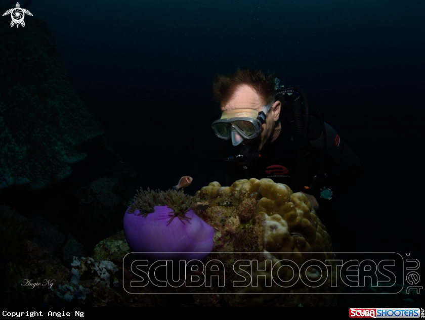 A Anemonefish