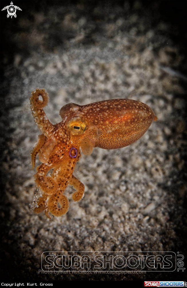A Octopus