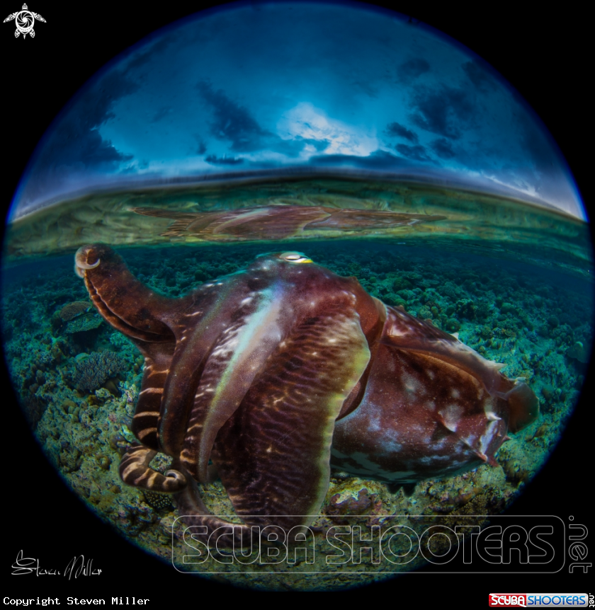 A Cuttlefish