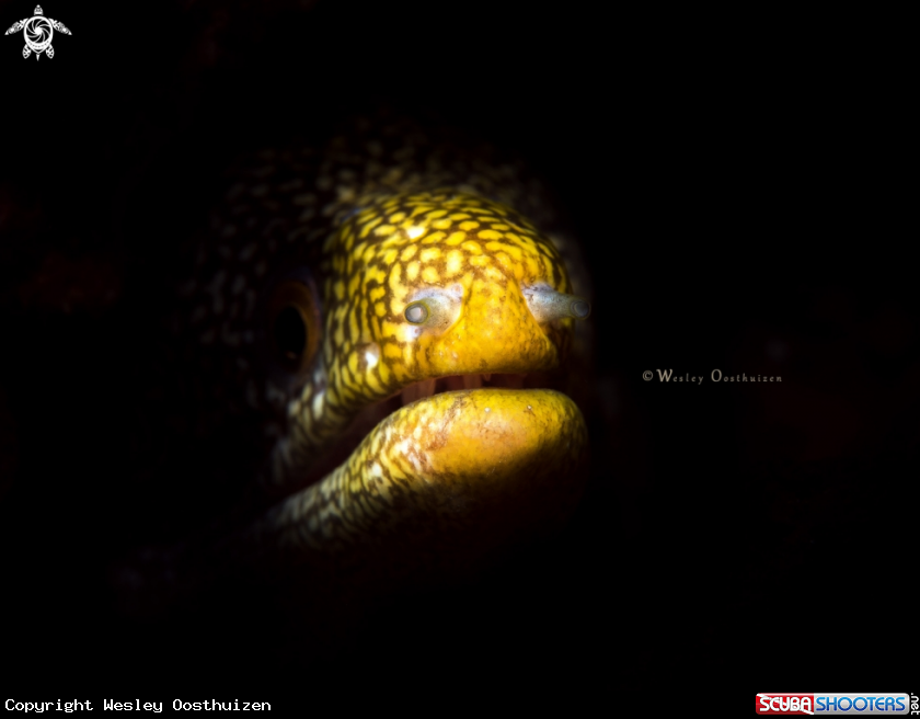 A Abbott's moray eel