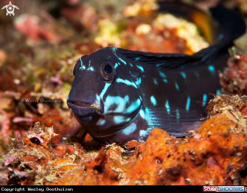 A Black Combtooth Blenny