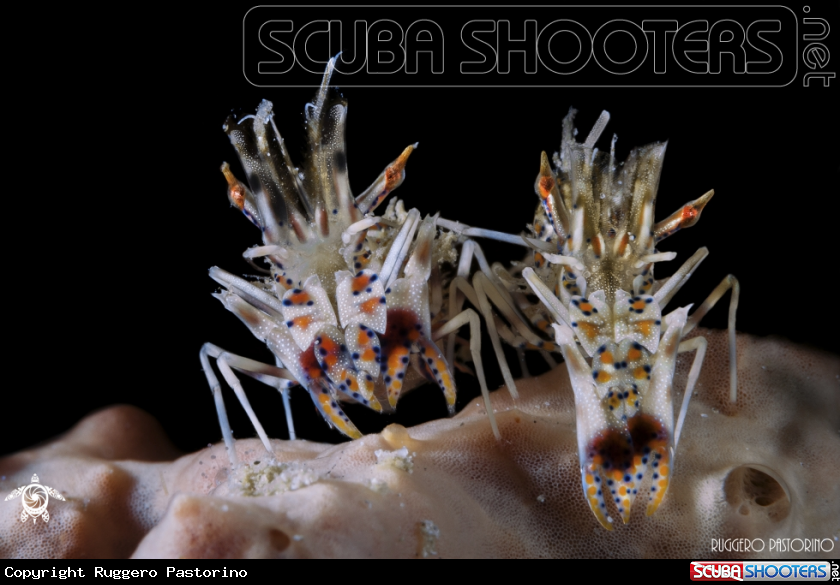 A Tiger shrimp