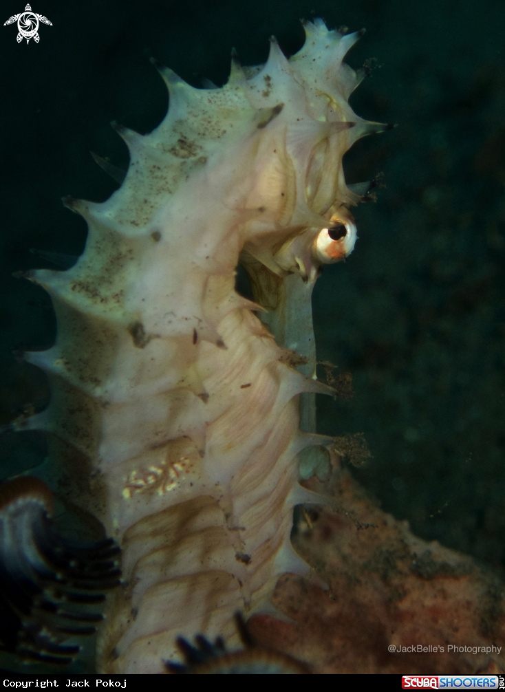 A Spiny Sea Horse
