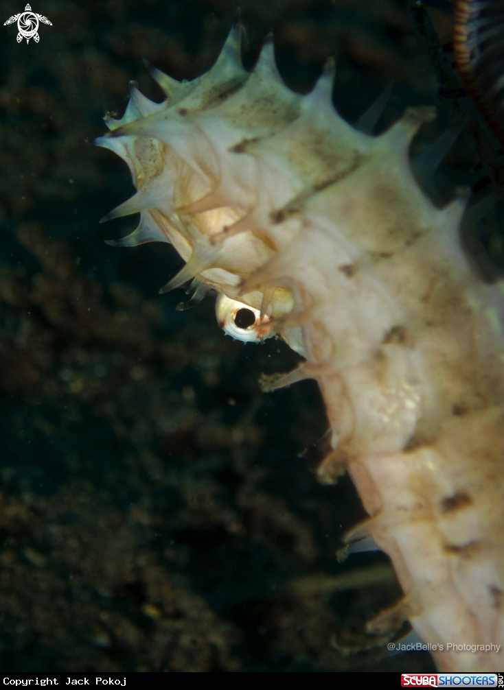 A Spiny Sea Horse
