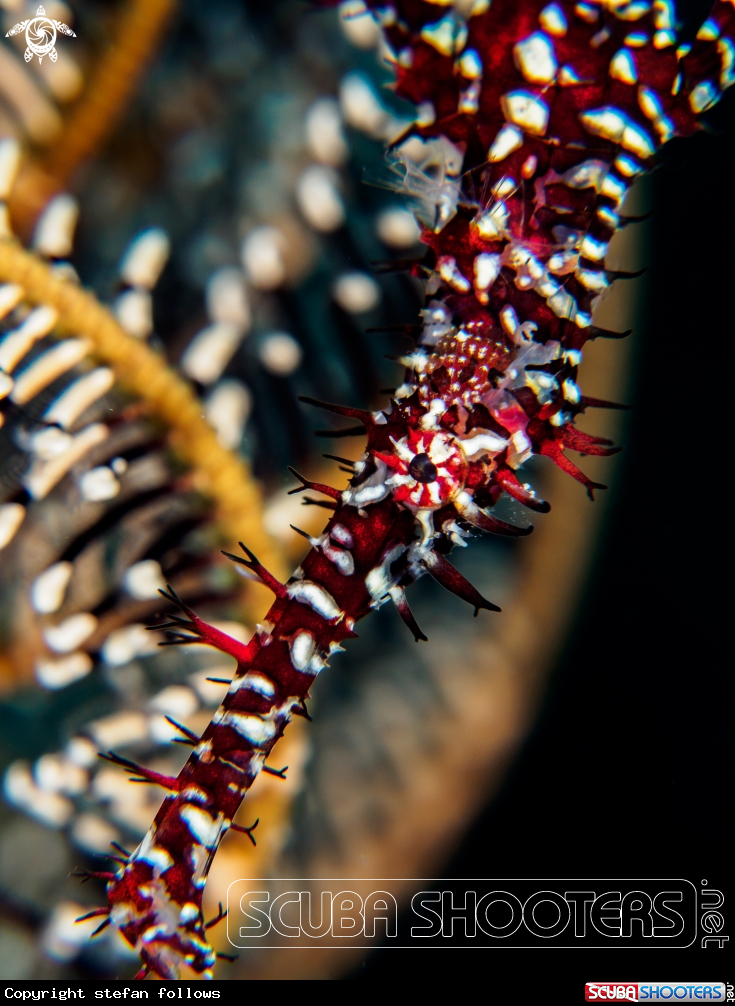 A Ornate Ghost Pipefish