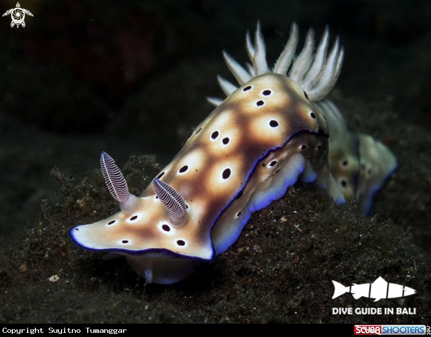 A Hypselodoris tryoni