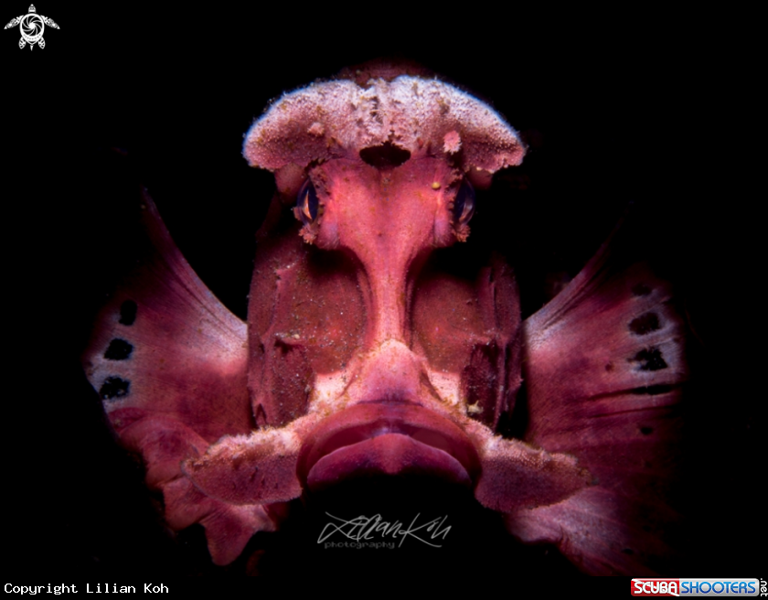 A Paddle Flap Rhinopias