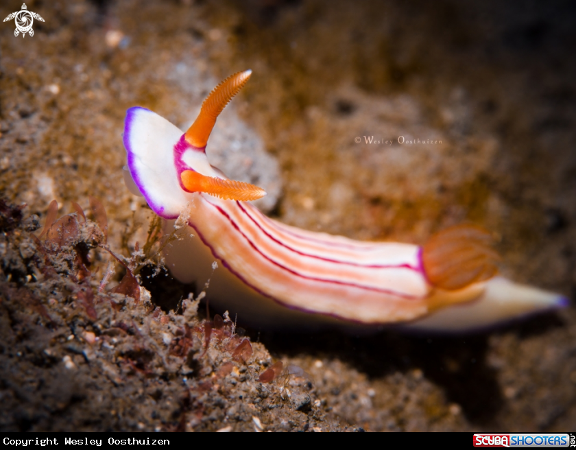 A Nudibranch
