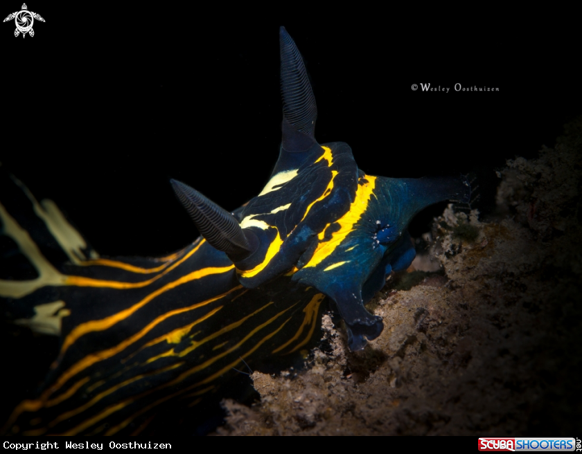 A Nudibranch