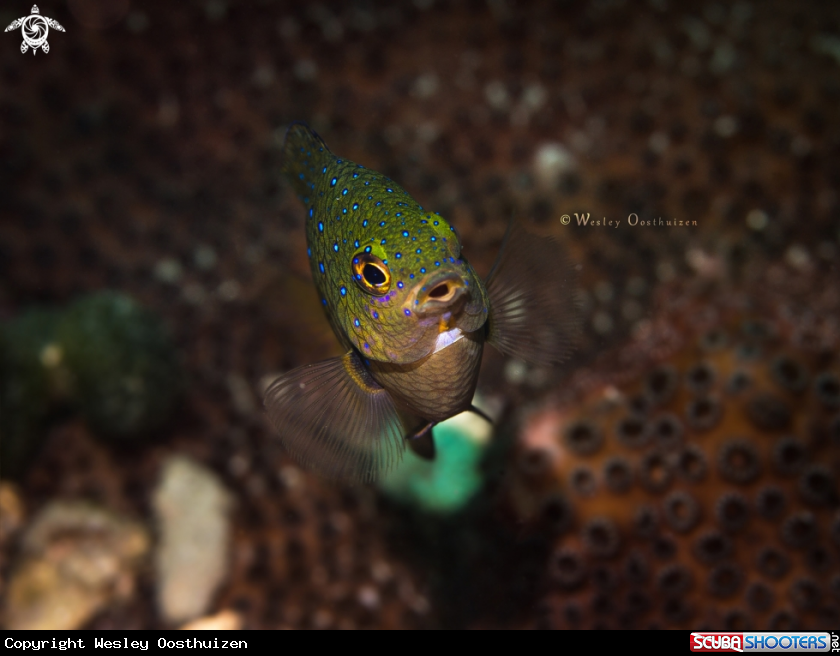 A Jewel damselfish