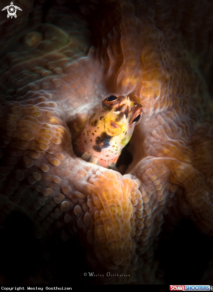 A Blenny