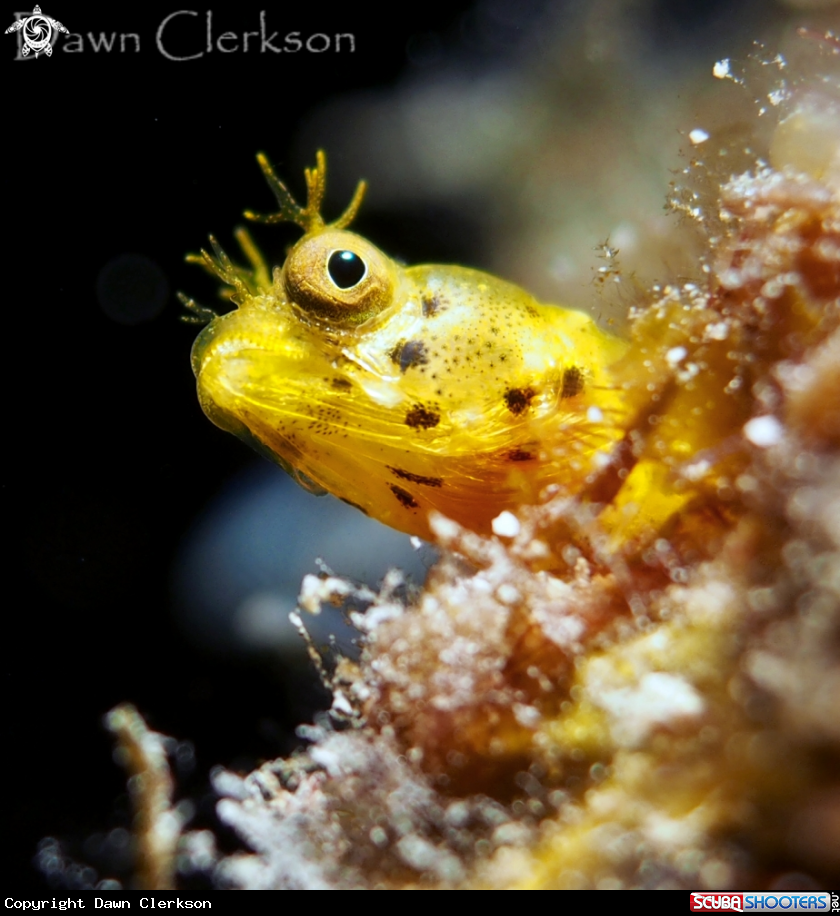 A Rough Head Blenny