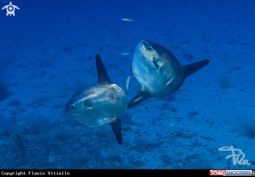 A mola mola