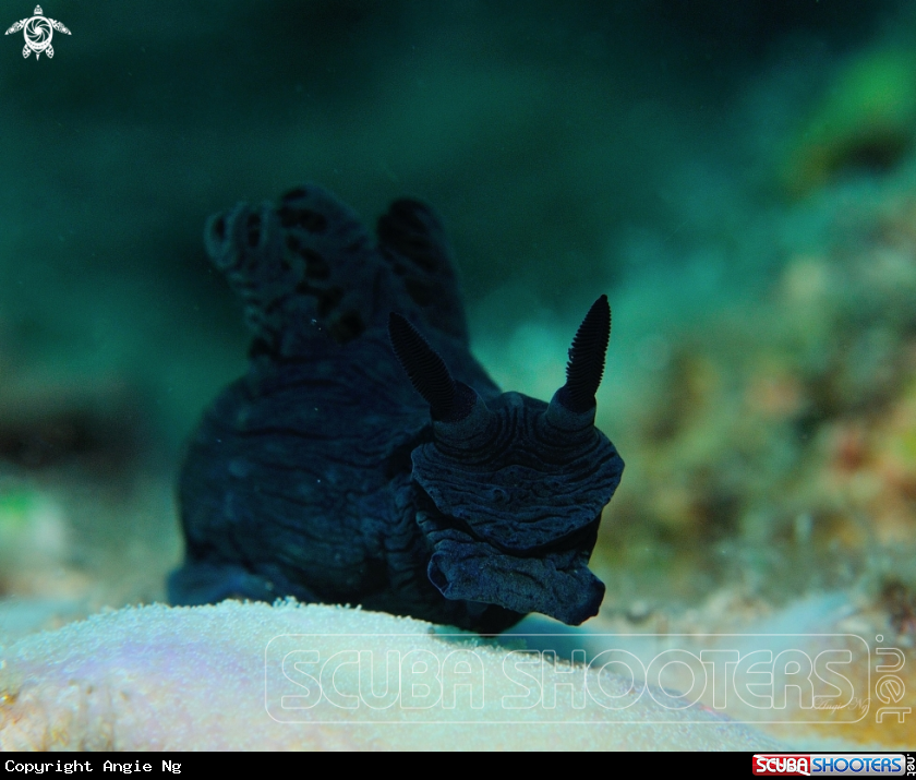 A Nembrotha milleri