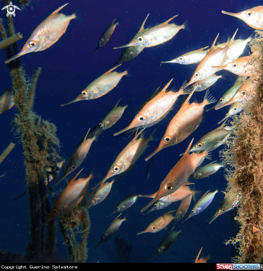 A Macroramphosus scolopax