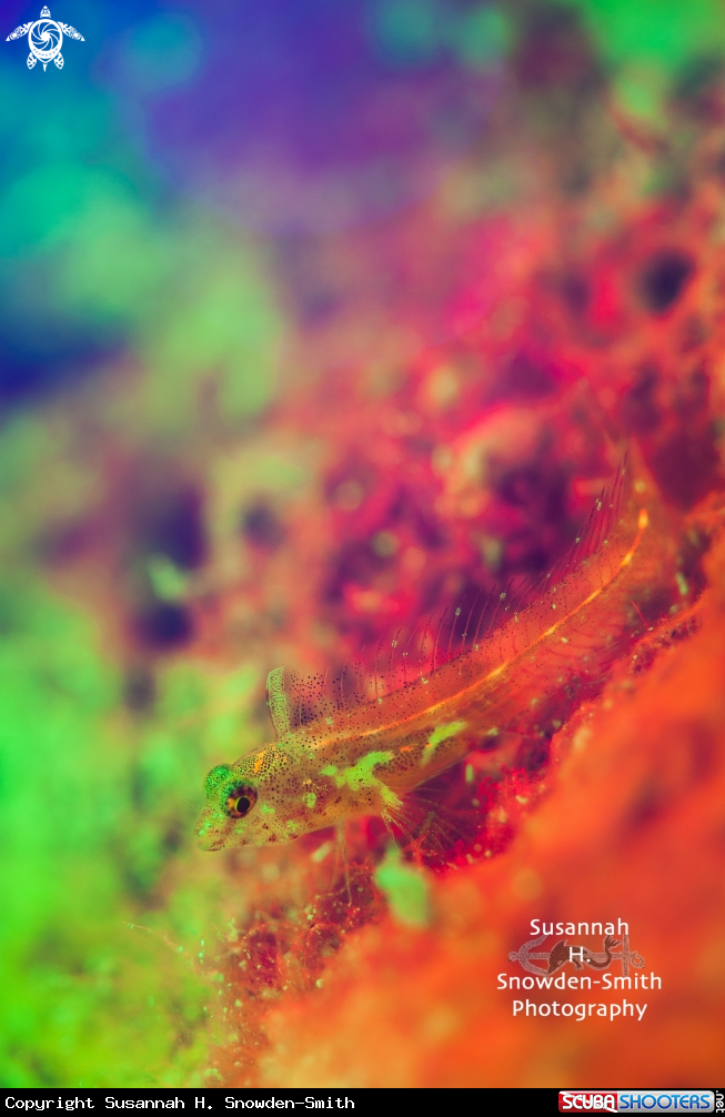 A Goby