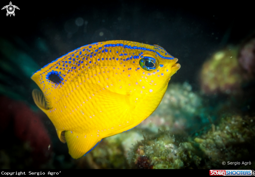 A Longfin Damselfish (Juvenile)