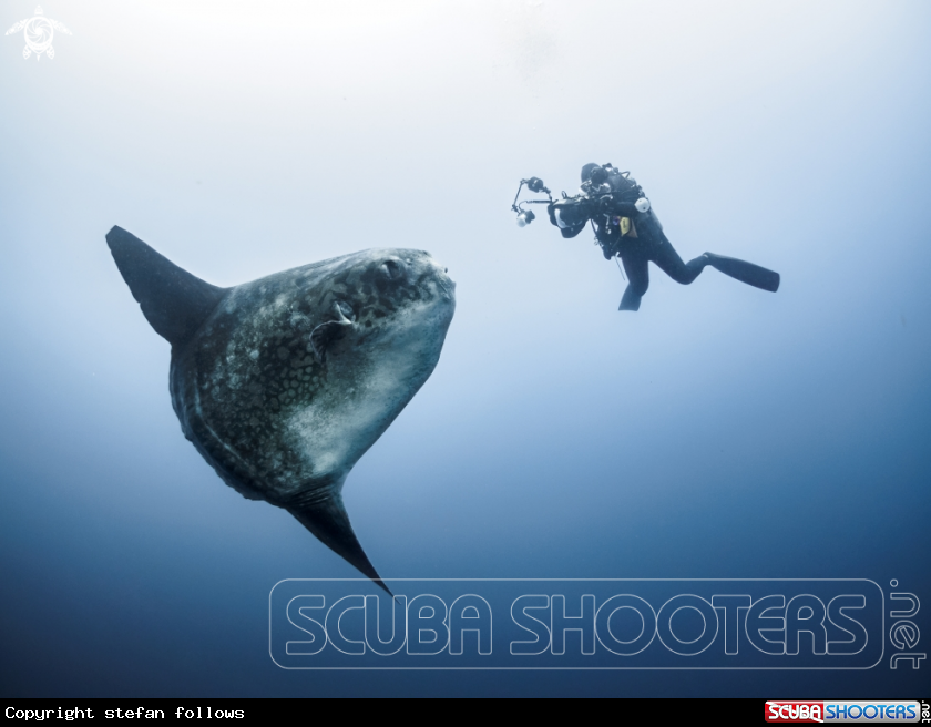 A Southern Ocean Sunfish