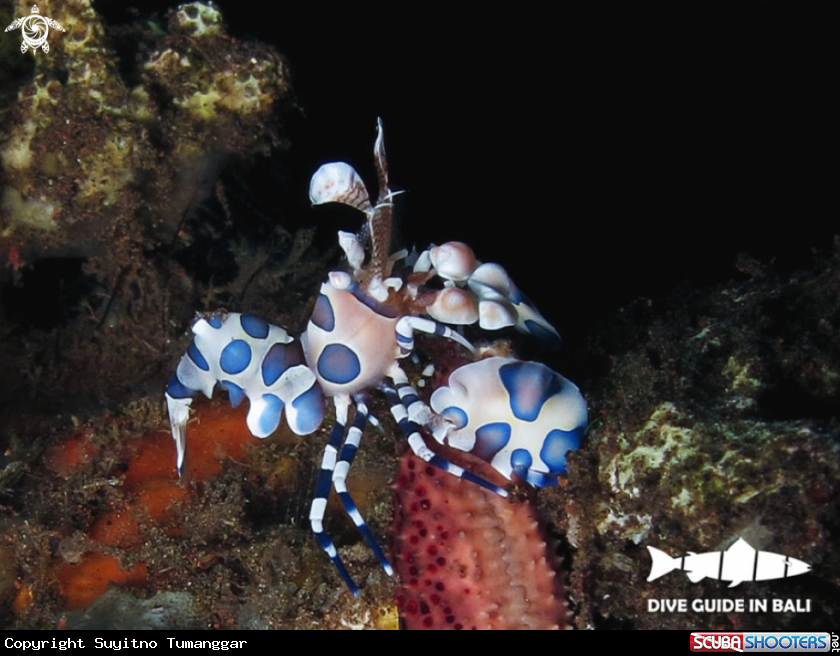 A Harley quinn shrimp
