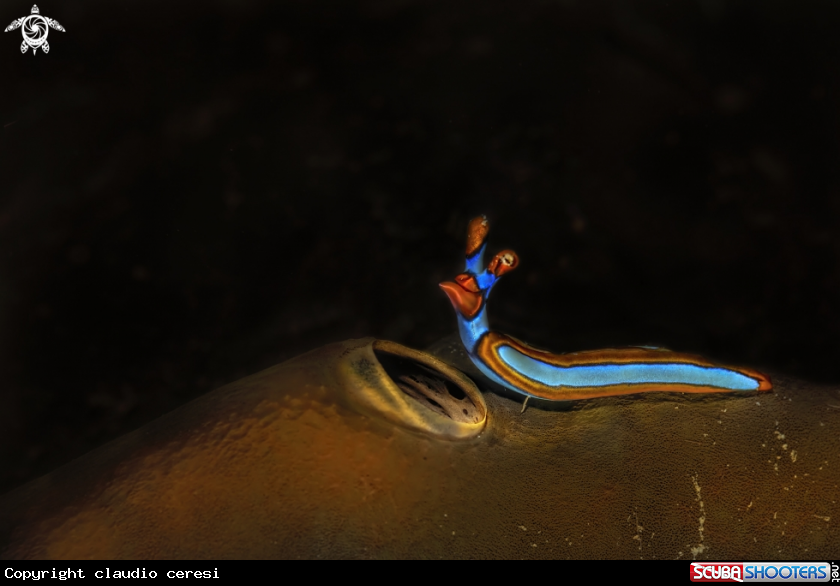 A huridilla lineolata, Sapsucking Slug 