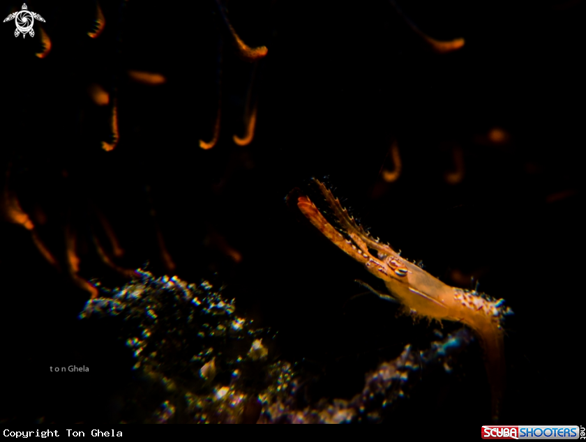 A Donald Duck Shrimp