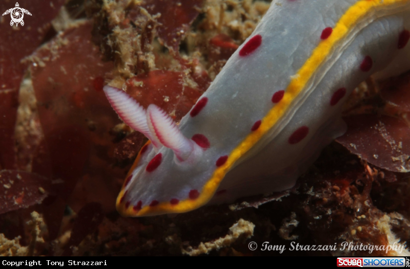 A Bennett's Hypselodoris